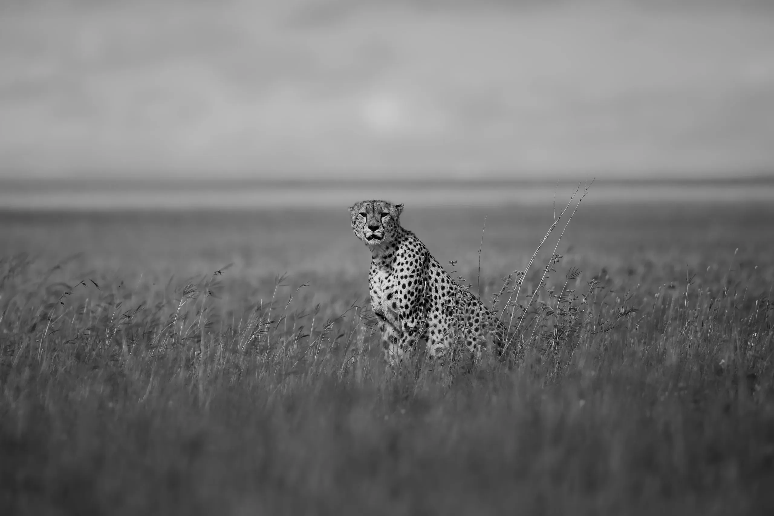 luxury Tanzania safaris at Wildrhytms Safaris